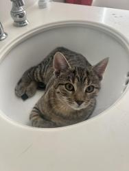 Lost Male Cat last seen Mapleton subdivision , Murrieta, CA 92563