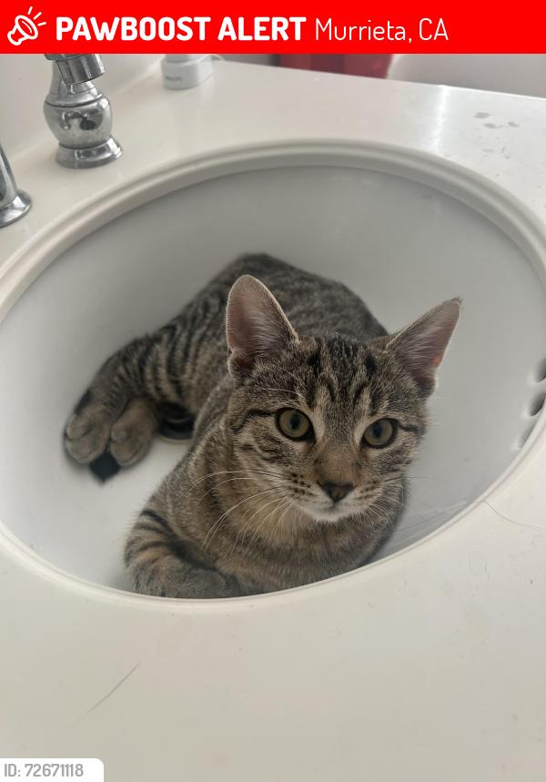 Lost Male Cat last seen Mapleton subdivision , Murrieta, CA 92563