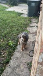 Found/Stray Unknown Dog last seen Neighborhood, Bellview, FL 32526