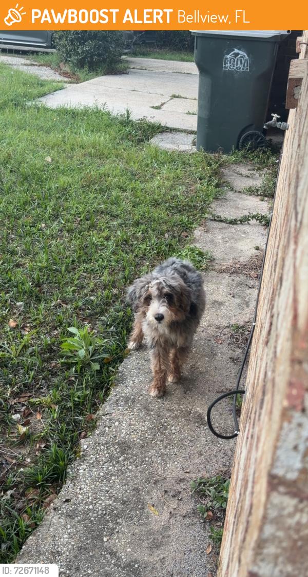 Found/Stray Unknown Dog last seen Neighborhood, Bellview, FL 32526