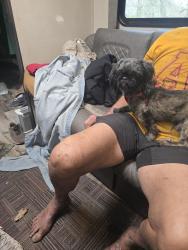 Found/Stray Male Dog last seen Anderson westminister, Spencer, OK 73084