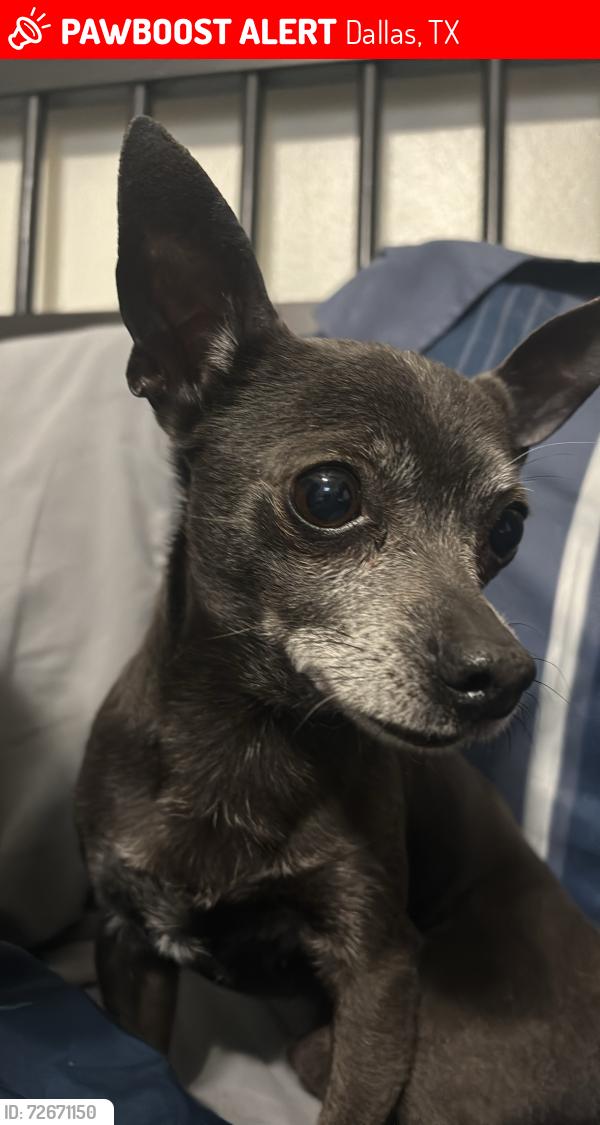 Lost Male Dog last seen Joaquin dr Dallas Tx , Dallas, TX 75228