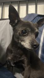 Lost Male Dog last seen Joaquin dr Dallas Tx , Dallas, TX 75228