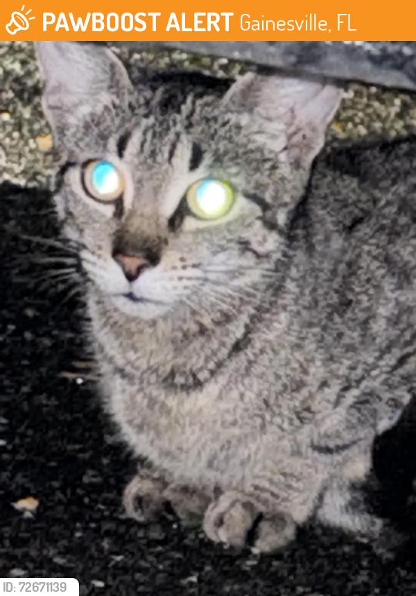 Found/Stray Unknown Cat last seen The Ridge , Gainesville, FL 32607