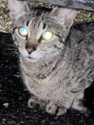 Found/Stray Unknown Cat last seen The Ridge , Gainesville, FL 32607