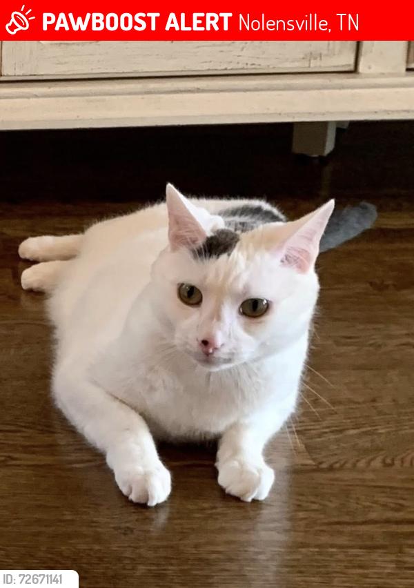 Lost Male Cat last seen Kirkwall drive , Nolensville, TN 37135