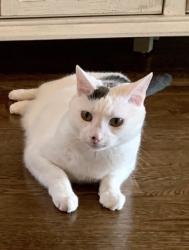 Lost Male Cat last seen Kirkwall drive , Nolensville, TN 37135