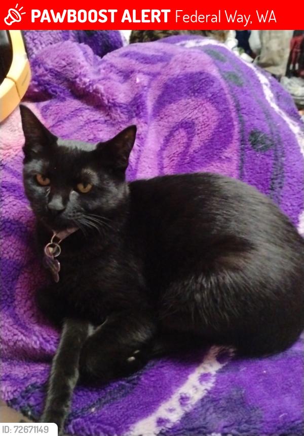 Lost Female Cat last seen Federal Way High School, Federal Way, WA 98003