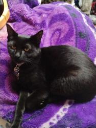 Lost Female Cat last seen Federal Way High School, Federal Way, WA 98003