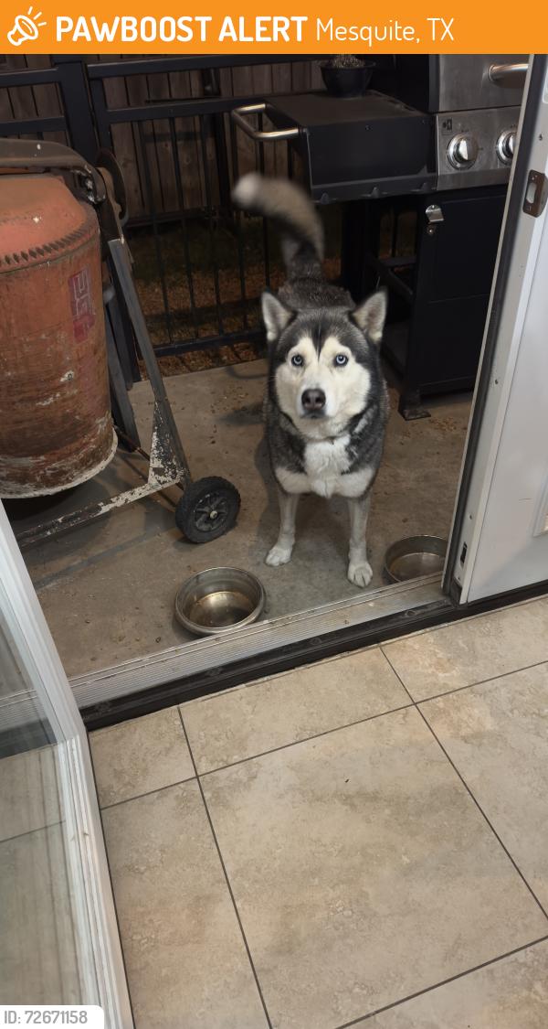 Found/Stray Male Dog last seen Galloway Ave & La Prada , Mesquite, TX 75150