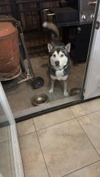Found/Stray Male Dog last seen Galloway Ave & La Prada , Mesquite, TX 75150