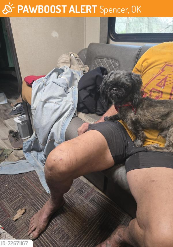 Found/Stray Male Dog last seen Anderson westminister, Spencer, OK 73084