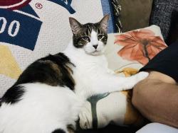 Lost Male Cat last seen Marek/Hutchins , San Antonio, TX 78224