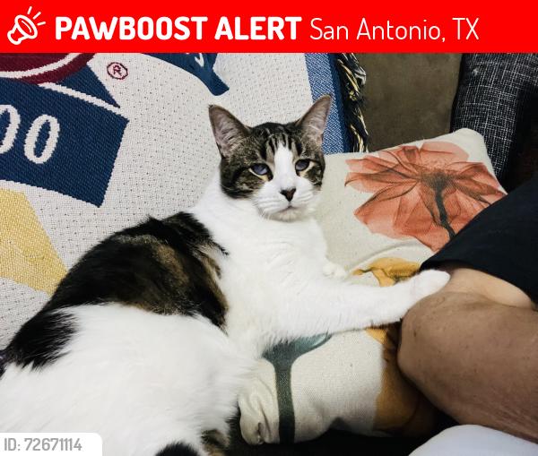 Lost Male Cat last seen Marek/Hutchins , San Antonio, TX 78224