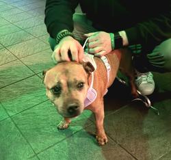 Found/Stray Female Dog last seen Pete's Piano Bar, Fort Worth, TX 76102