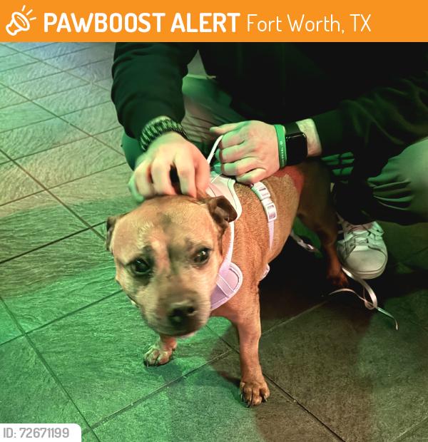 Found/Stray Female Dog last seen Pete's Piano Bar, Fort Worth, TX 76102