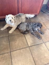 Found/Stray Unknown Dog last seen West bellfort & beltway 8, Houston, TX 77031