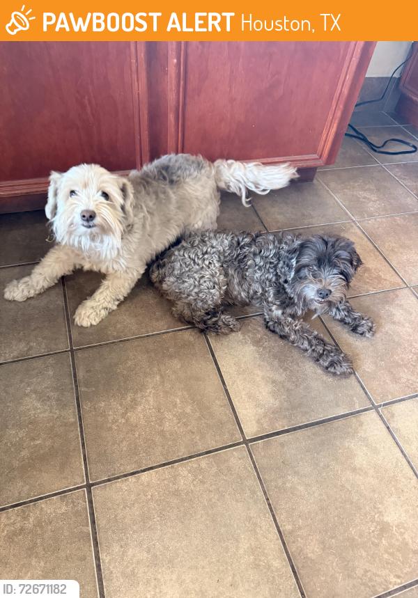 Found/Stray Unknown Dog last seen West bellfort & beltway 8, Houston, TX 77031