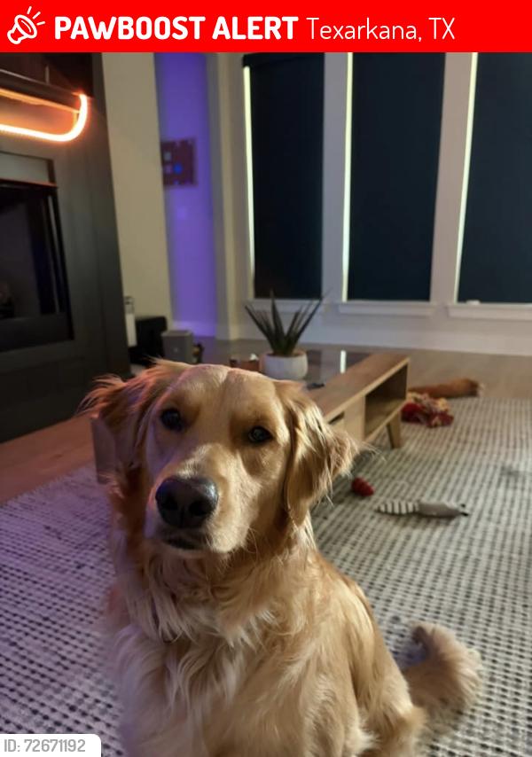 Lost Female Dog last seen Near our hse , Texarkana, TX 75501