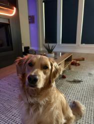Lost Female Dog last seen Near our hse , Texarkana, TX 75501