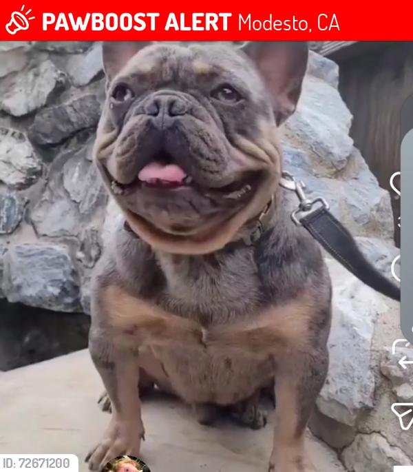 Lost Male Dog last seen Tuolumne and Fresno Ave modesto ca, Modesto, CA 95351
