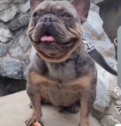 Lost Male Dog last seen Tuolumne and Fresno Ave modesto ca, Modesto, CA 95351