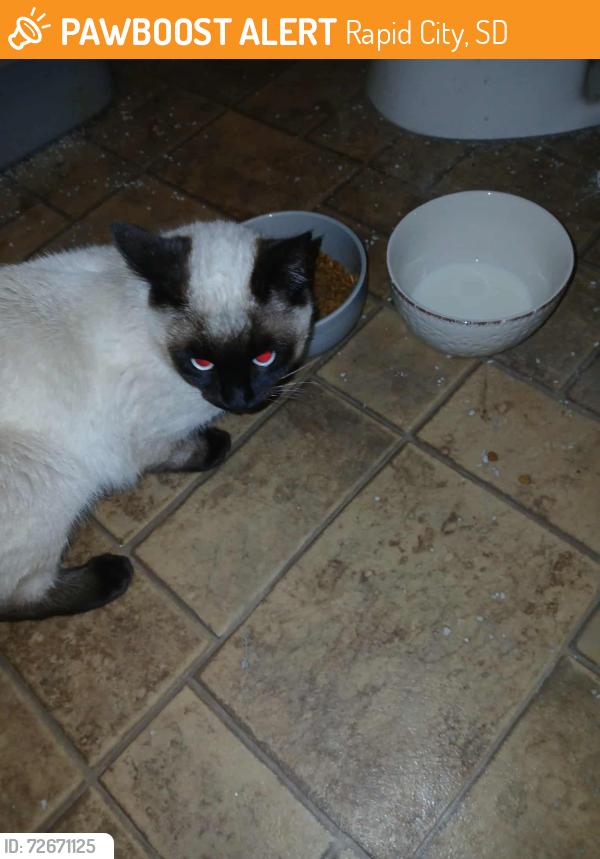 Found/Stray Female Cat last seen Green Valley Dr, Rapid City, SD 57703