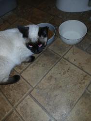 Found/Stray Female Cat last seen Green Valley Dr, Rapid City, SD 57703