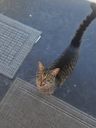 Found/Stray Male Cat last seen Montgomery and 57th, Savannah, GA 31405