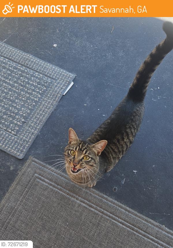 Found/Stray Male Cat last seen Montgomery and 57th, Savannah, GA 31405