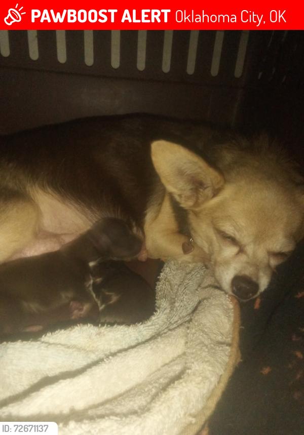 Lost Female Dog last seen homeless camp western railroad track , Oklahoma City, OK 73108