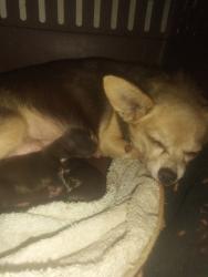 Lost Female Dog last seen homeless camp western railroad track , Oklahoma City, OK 73108