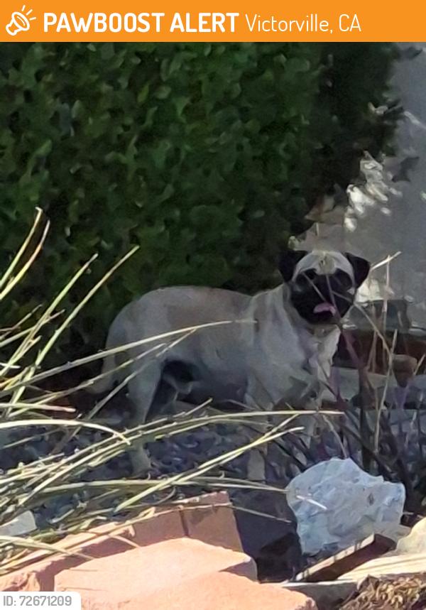 Found/Stray Male Dog last seen hmstd Dr , Victorville. Bear Vslley Rd and Jade, Victorville, CA 92392