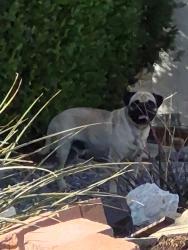 Found/Stray Male Dog last seen hmstd Dr , Victorville. Bear Vslley Rd and Jade, Victorville, CA 92392