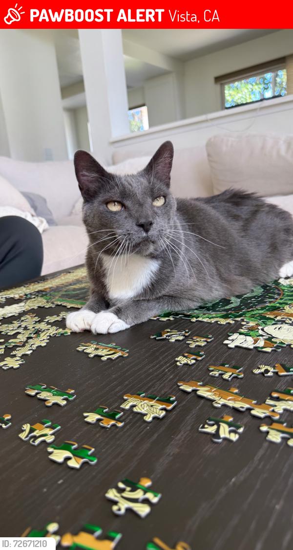 Lost Male Cat last seen Promontory Ridge Way, Vista, CA 92081