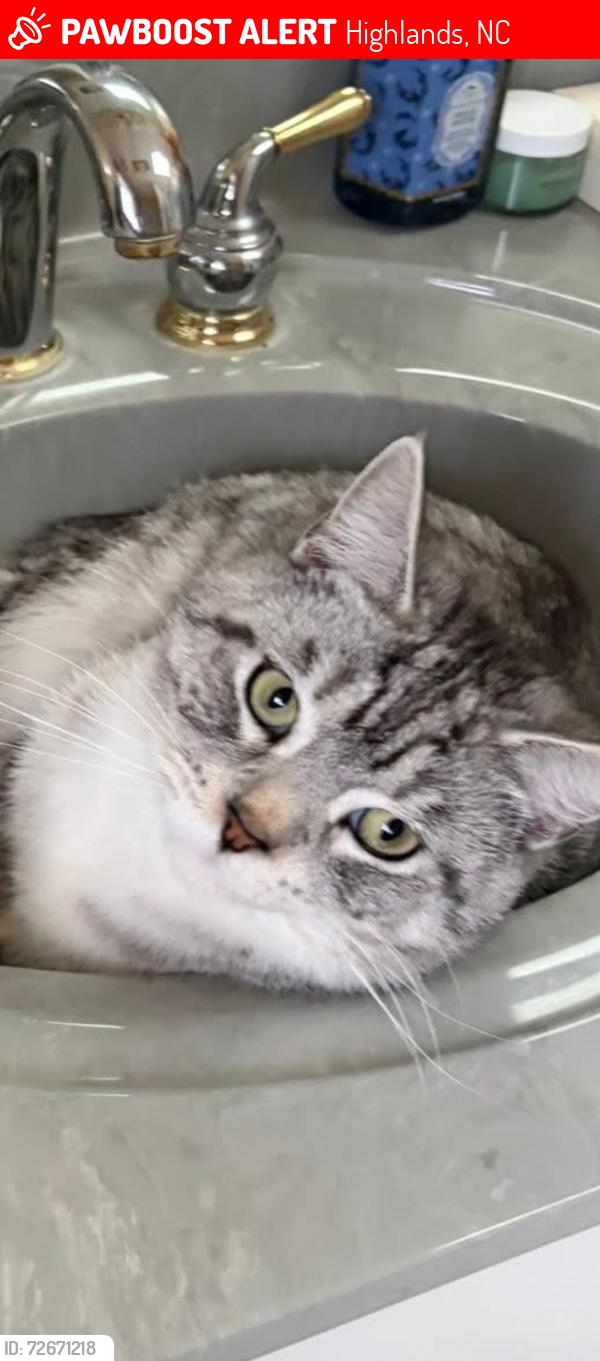 Lost Male Cat last seen Highlands, NC, Highlands, NC 28741