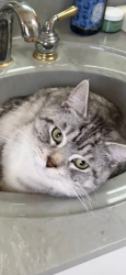 Lost Male Cat last seen Highlands, NC, Highlands, NC 28741