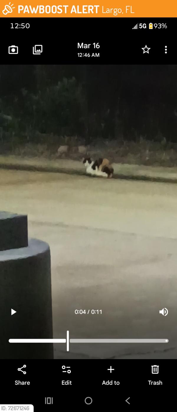 Found/Stray Unknown Cat last seen racetrack ulmerton and 66th , Largo, FL 33771