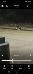 Found/Stray Unknown Cat last seen racetrack ulmerton and 66th , Largo, FL 33771