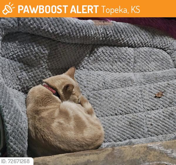 Found/Stray Male Cat last seen Morrison & Colorado , Topeka, KS 66605