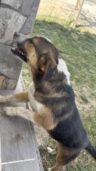 Found/Stray Male Dog last seen sierra ave, West Odessa, TX 79764