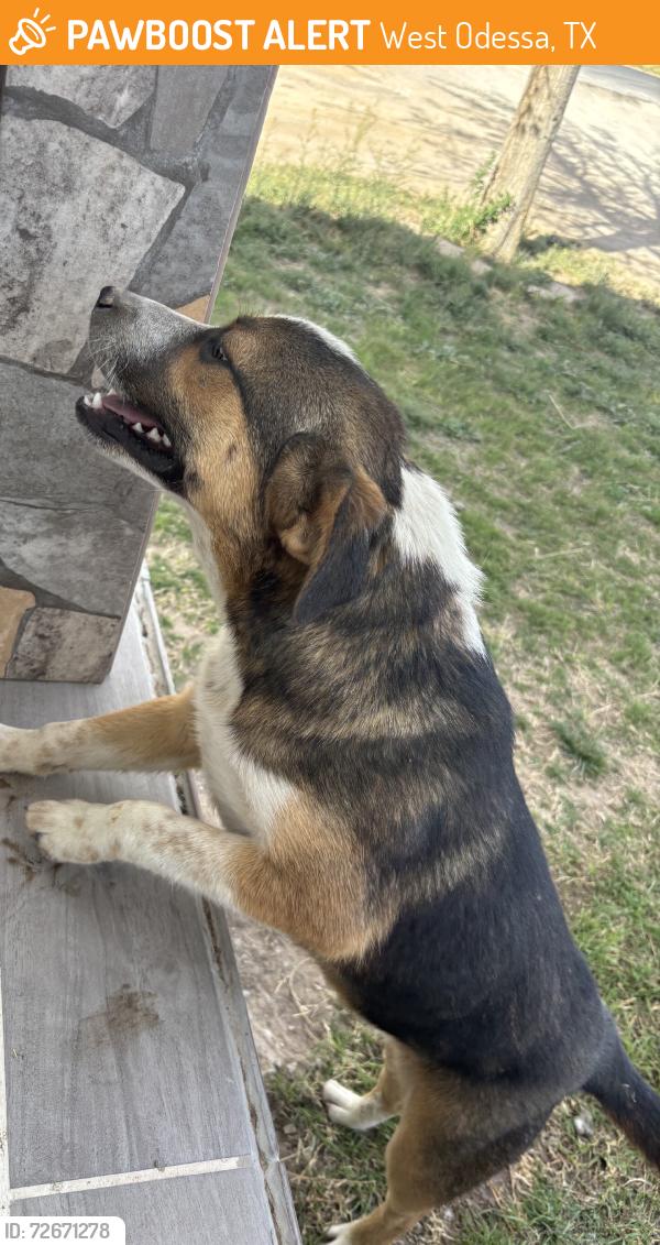 Found/Stray Male Dog last seen sierra ave, West Odessa, TX 79764