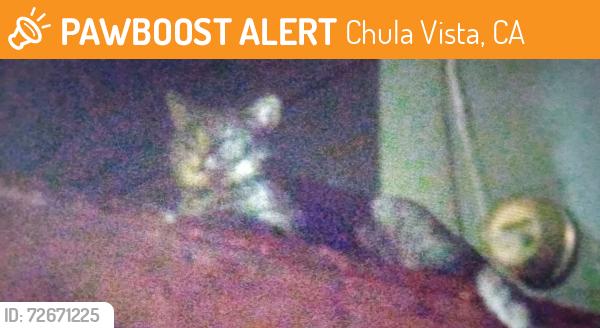 Found/Stray Male Cat last seen Near Oxford st , Chula Vista, CA 91911
