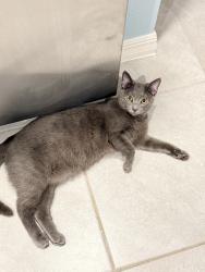 Lost Female Cat last seen Victoria Oaks Subdivision, DeLand, FL 32724