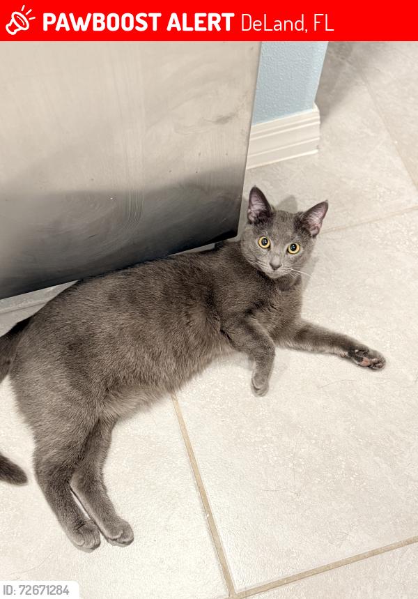 Lost Female Cat last seen Victoria Oaks Subdivision, DeLand, FL 32724