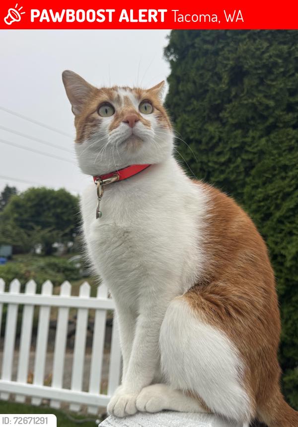 Lost Male Cat last seen Corner of 30th/washington, Tacoma, WA 98407