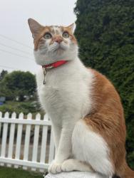Lost Male Cat last seen Corner of 30th/washington, Tacoma, WA 98407