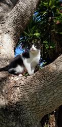 Lost Male Cat last seen Mar Vista Drive, Vista, CA 92081