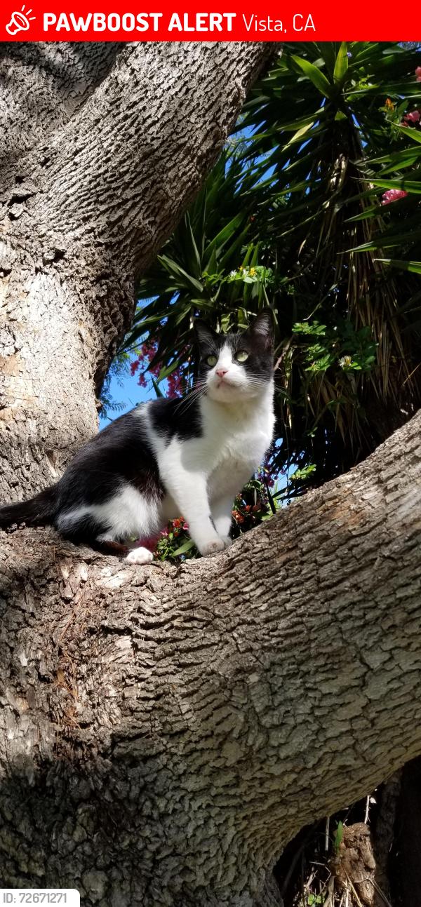 Lost Male Cat last seen Mar Vista Drive, Vista, CA 92081