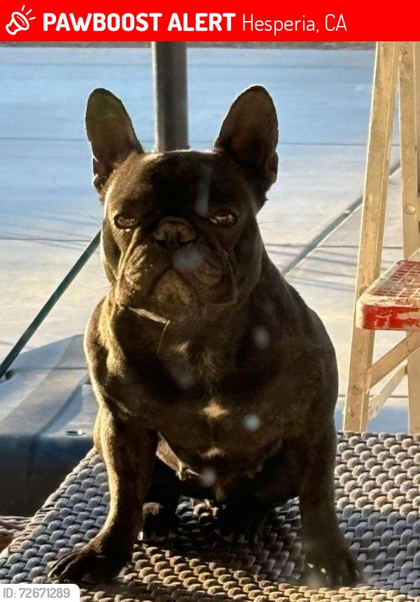 Lost Female Dog last seen I ave, Hesperia, CA 92344